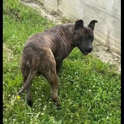 Zaza' ha un' indole meravigliosa, affettuoso cane in adozione 20 kg di tenerezza - Foto 4