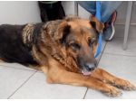 PASTORE 11ANNI TORNA A BREVE IN CANILE! URGENTE ROMA