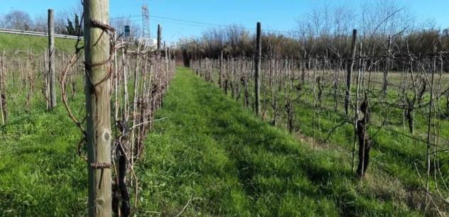 Terreno agricolo in vendita a Sarzana 2900 mq Rif: 1062277