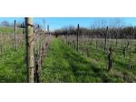 Terreno agricolo in vendita a Sarzana 2900 mq  Rif: 1062277