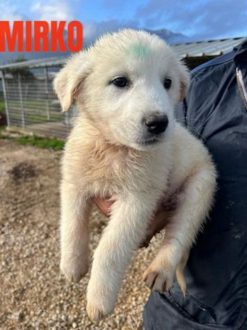CUCCIOLI IN ADOZIONE - Foto 5