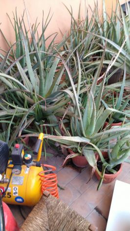 PIANTE di ALOE VERA a TERNI