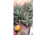 PIANTE di ALOE VERA a TERNI