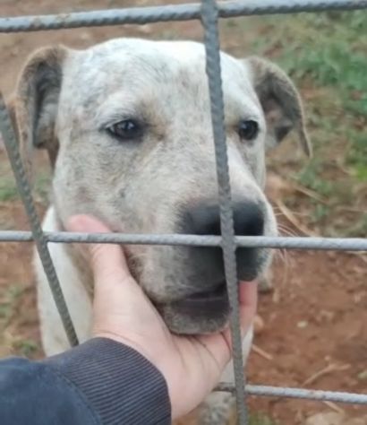 2anni mix molossino SPLENDIDO solo h24 in recinto.URGENTE CALABRIA - Foto 5