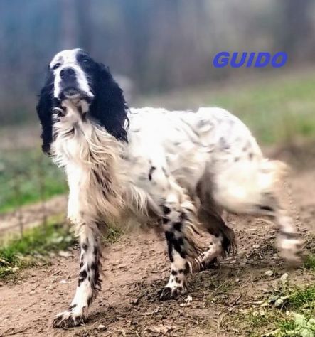 GUIDO 4anni vivace, buono, ama correre - Foto 2