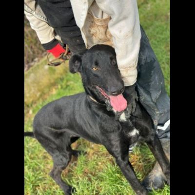 AARON dolce e vitale carbonello, CANE IN ADOZIONE