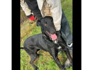 AARON dolce e vitale carbonello, CANE IN ADOZIONE