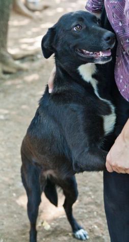 SHAILA, giovane cagnolina dolcissima - Foto 3