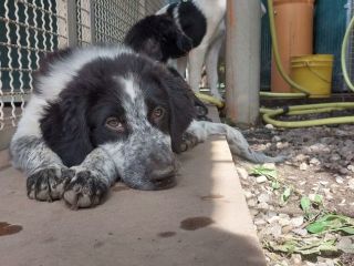 CUCCIOLI IN ADOZIONE