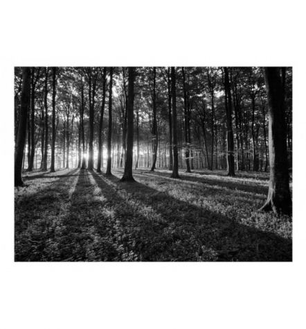 Fotomurale Adesivo In Bianco E Nero Nella Foresta Arredalacasa - Foto 2