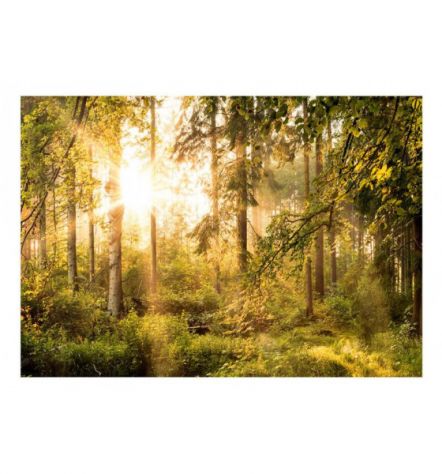 Fotomurale Adesivo In Una Foresta Autunnale Arredalacasa - Foto 2