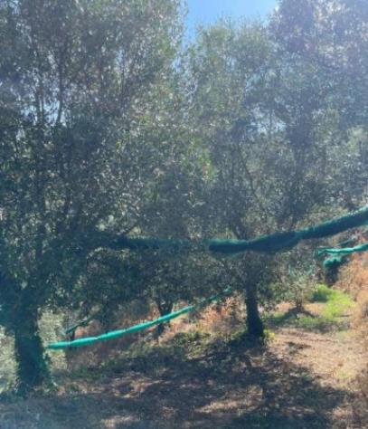 Immobile in asta di 27621 m² in vendita a Galatro - Foto 9