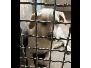 GIOSUÈ HA APPENA UN ANNO E GIA' E' RASSEGNATO AL CANILE, CANE IN ADOZIONE