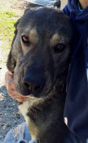 MILAGRO, cane buonissimo, abbandono estivo - Foto 2