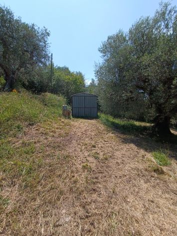 Olivi secolari nelle colline Toscane - Foto 5