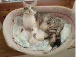 IRIDELLA, dolce micina in adozione!