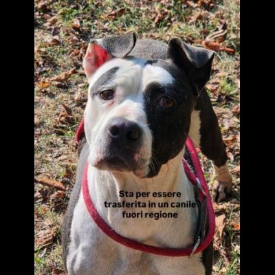 ADOZIONE URGENTE