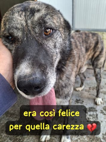 RAYAN 6 ANNI taglia media grande