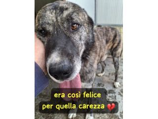 RAYAN 6 ANNI taglia media grande