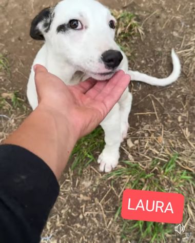 Cucciole in adozione - Foto 9