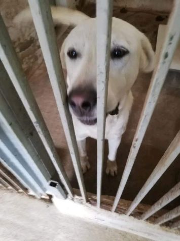 HOTSPOT GIOIOSO AFFETTUOSO SOCIEVOLE, CAGNOLINO IN ADOZIONE - Foto 2