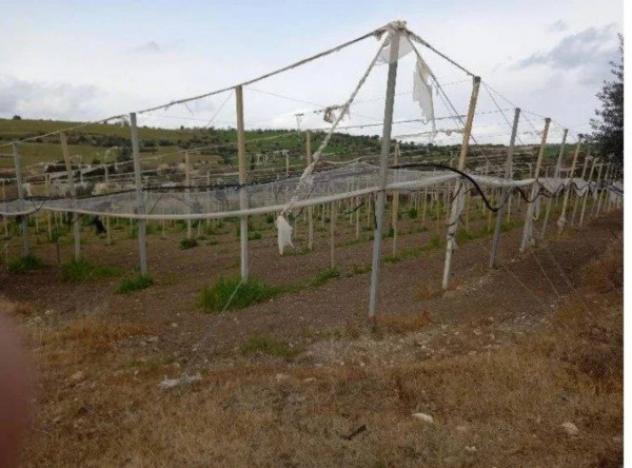 Immobile in asta di 51987 m² in vendita a Chiaramonte Gulfi - Foto 4