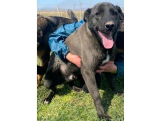 LEO, simil labrador, CANE IN ADOZIONE