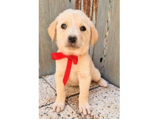 QUANTA TRISTEZZA NEGLI OCCHI DI PHOEBE!