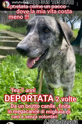 TEA TIMIDA CAGNOLINA IN ADOZIONE - Foto 6