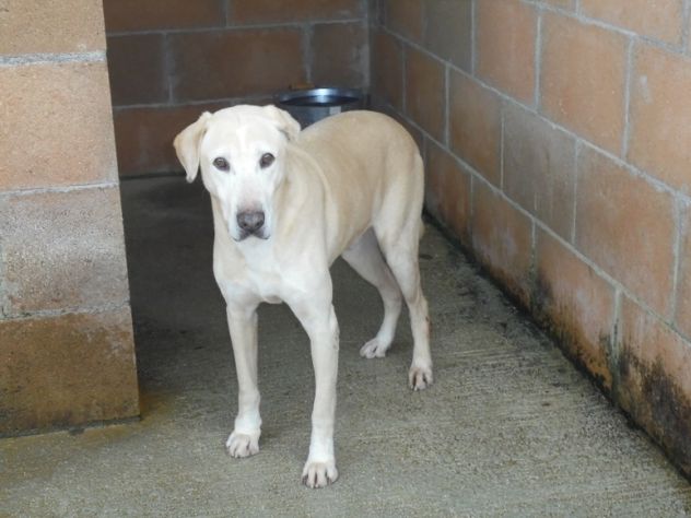 PIPPO, adozione del cuore per mix labrador - Foto 3