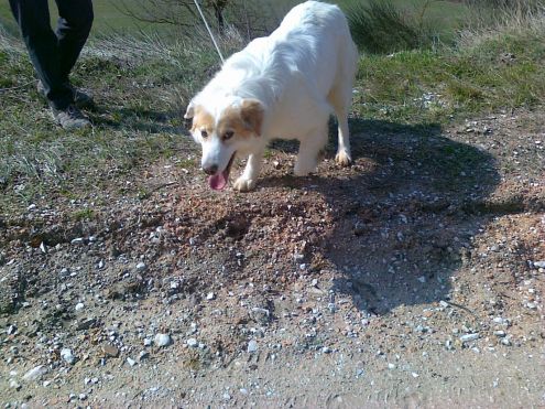 STELLA, cagnolina fantastica - Foto 3