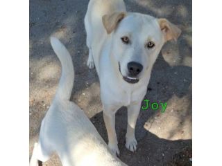 Sono Joy ho meno di 1 anno, vorrei conoscere il mondo fuori dal canile, adottami