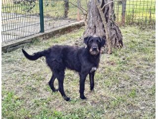 Jerry dolcissimo spinone in adozione