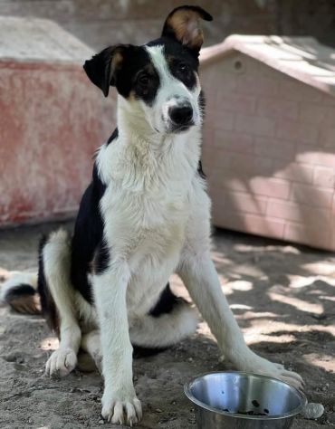 Dylan mix Border 2anni..18mesi di invani appelli.ROMA