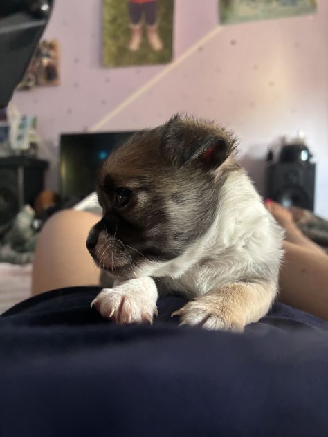 Chihuahua - Foto 4