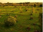 Agro di Gallipoli terreno 22000 Mq
