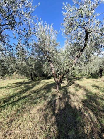 TERRENO AGRICOLO IN VENDITA Palombara Sabina (RM) - Foto 3