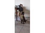 Regalo meticcio/ Pitbull di un anno e 4 mesi microceppato