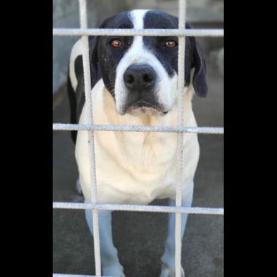 MARILU' CAGNOLINA IN ADOZIONE - Foto 6