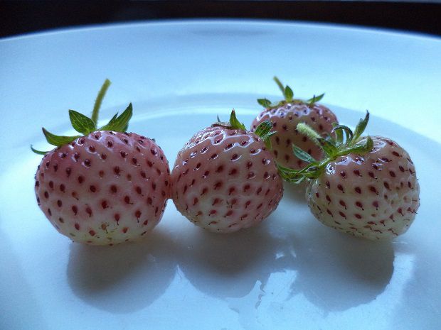 Fragola rosa weibe