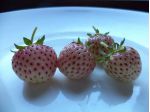 Fragola rosa weibe