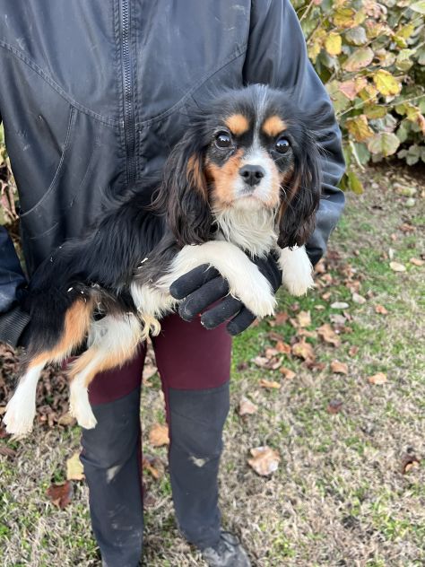 Cucciolo maschio di Cavalier King Charles Spaniel - Foto 2