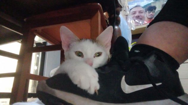 NIKITA, dolce gattina in adozione - Foto 4