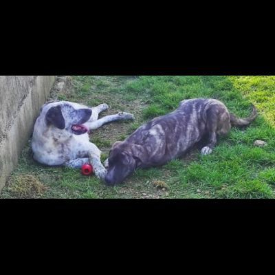 ZENO SOCIEVOLE E COCCOLONE CANE IN ADOZIONE - Foto 3