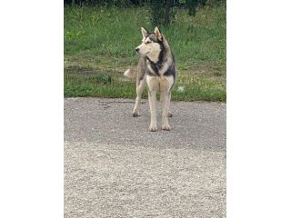 Husky femmina 3anni mollata a se stessa.CALABRIA
