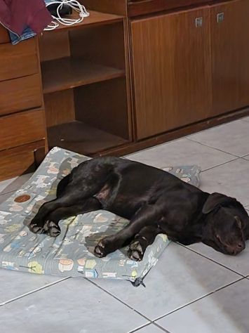 Cuccioli labrador cioccolato con Pedigree - Foto 4