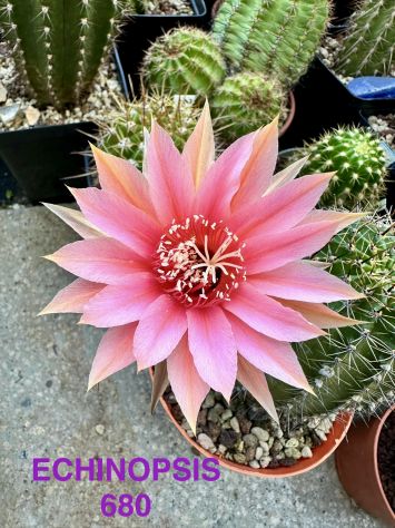 Piante grasse dai fiori spettacolari - Foto 5