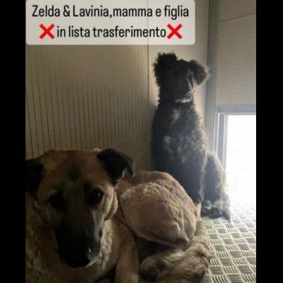 ZELDA (mamma) E LAVINIA (figlia), dolcissime CAGNOLONE IN ADOZIONE - Foto 2