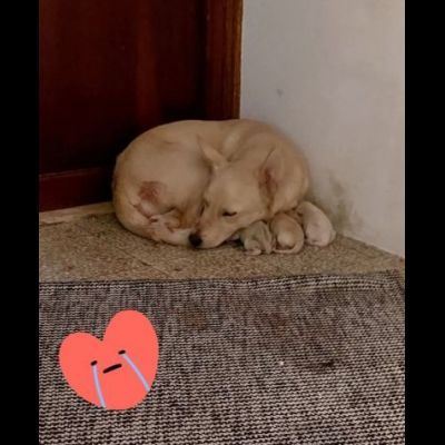 Cambiate il loro destino, Mamma e cuccioli in adozione