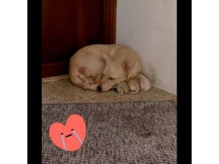 Cambiate il loro destino, Mamma e cuccioli in adozione